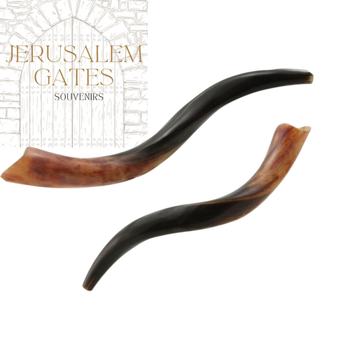 Yemenite Kudu Polished Shofar (Medium)