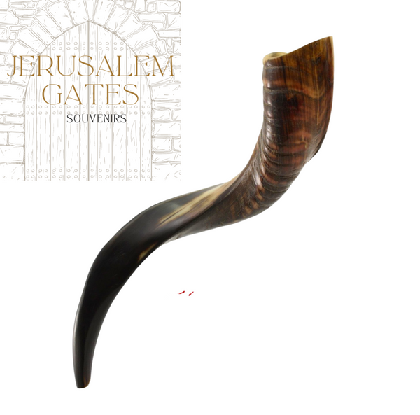 Yemenite Kudu Half Polished Shofar (Small)